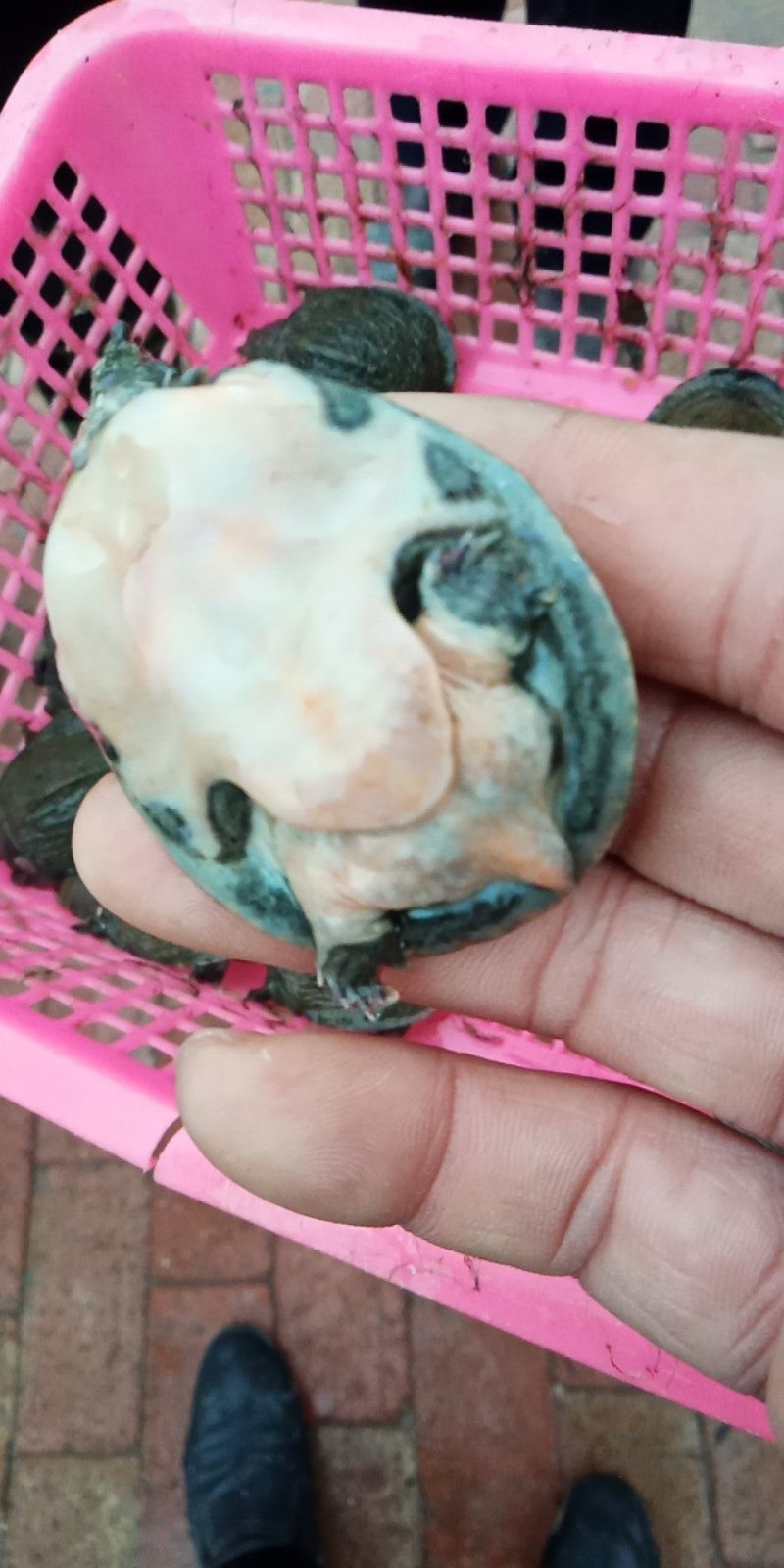 中华甲鱼苗，