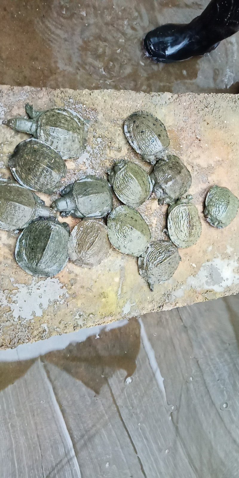 中华甲鱼苗，