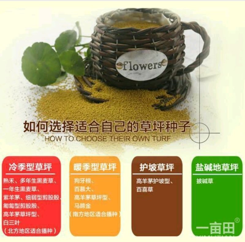 高羊茅发芽率95％