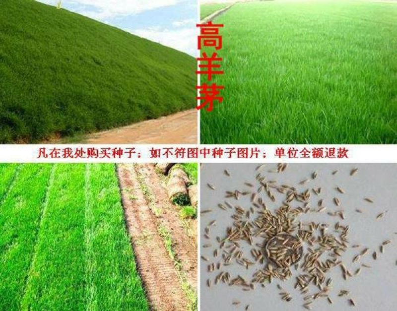高羊茅发芽率95％