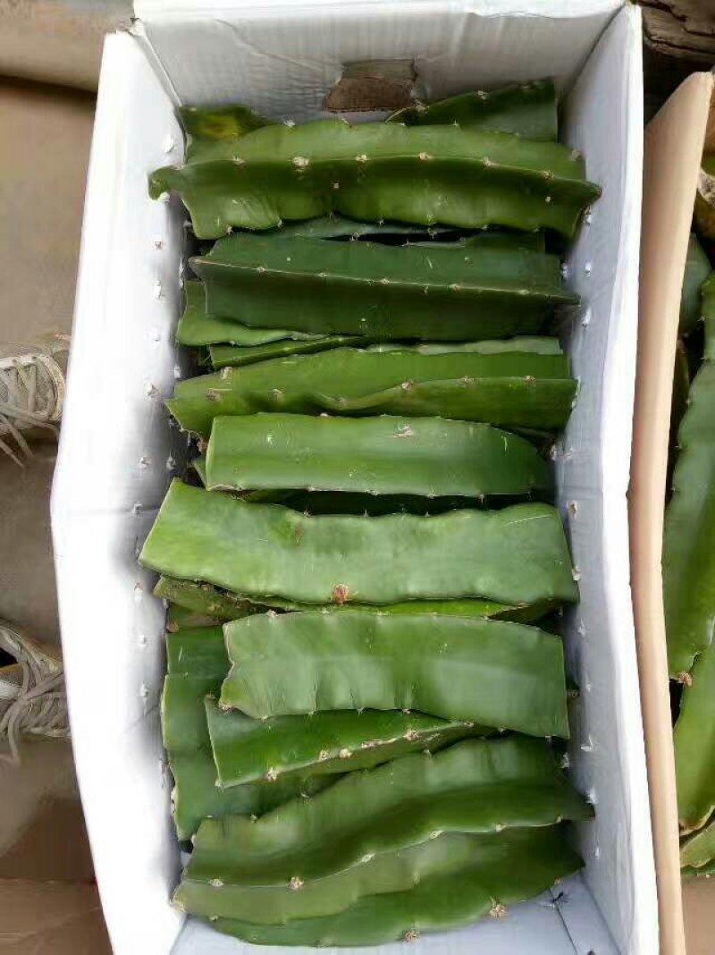 火龙果苗大量出售，品种金郁一号价格面议