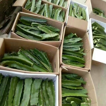 火龙果苗大量出售，品种金郁一号价格面议