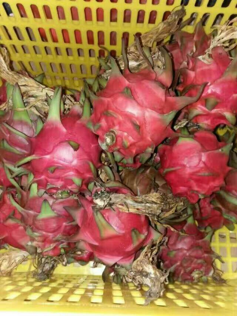 火龙果苗大量出售，品种金郁一号价格面议