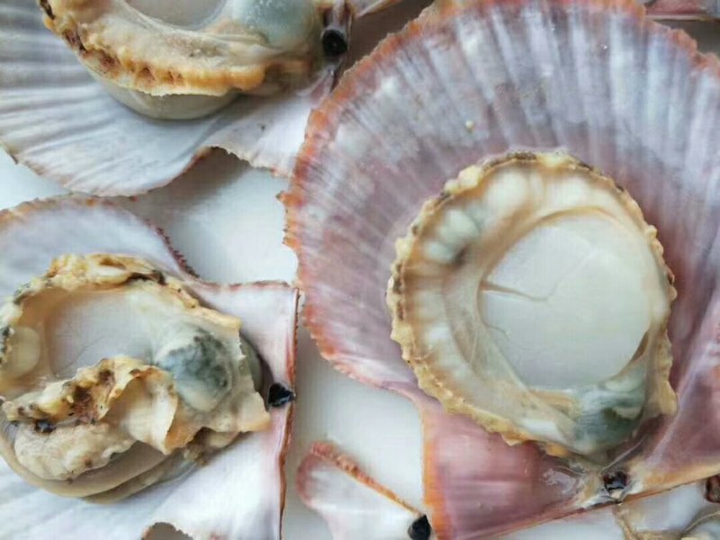 红扇贝，籽孔贝，码头直发
