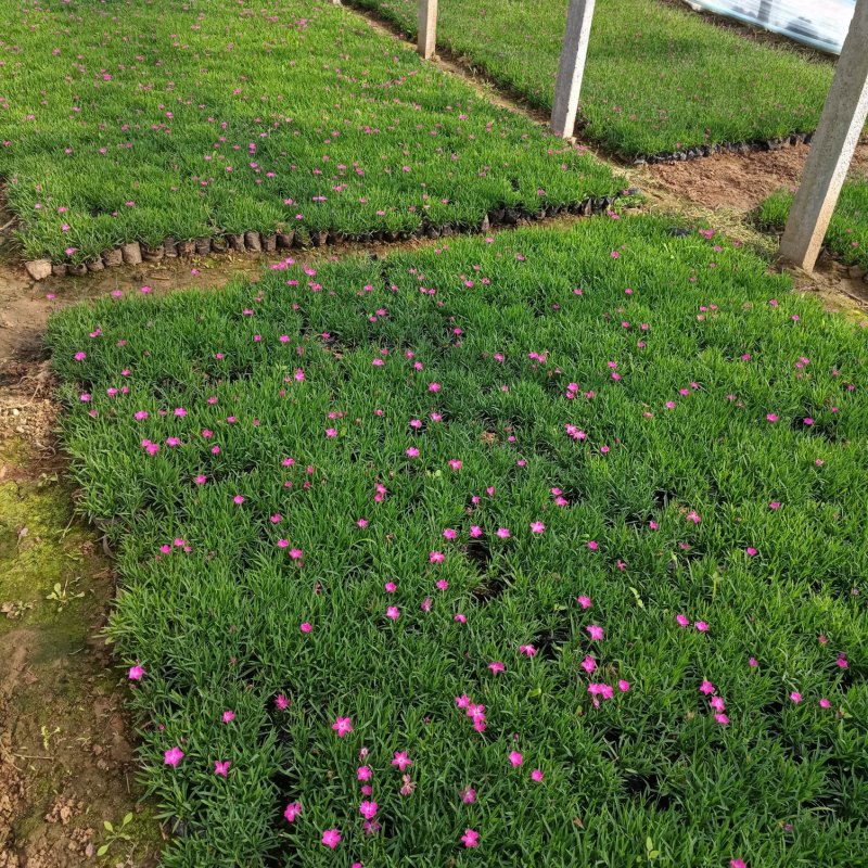宿根地被苗营养杯欧石竹苗耐寒耐热地被草花价格