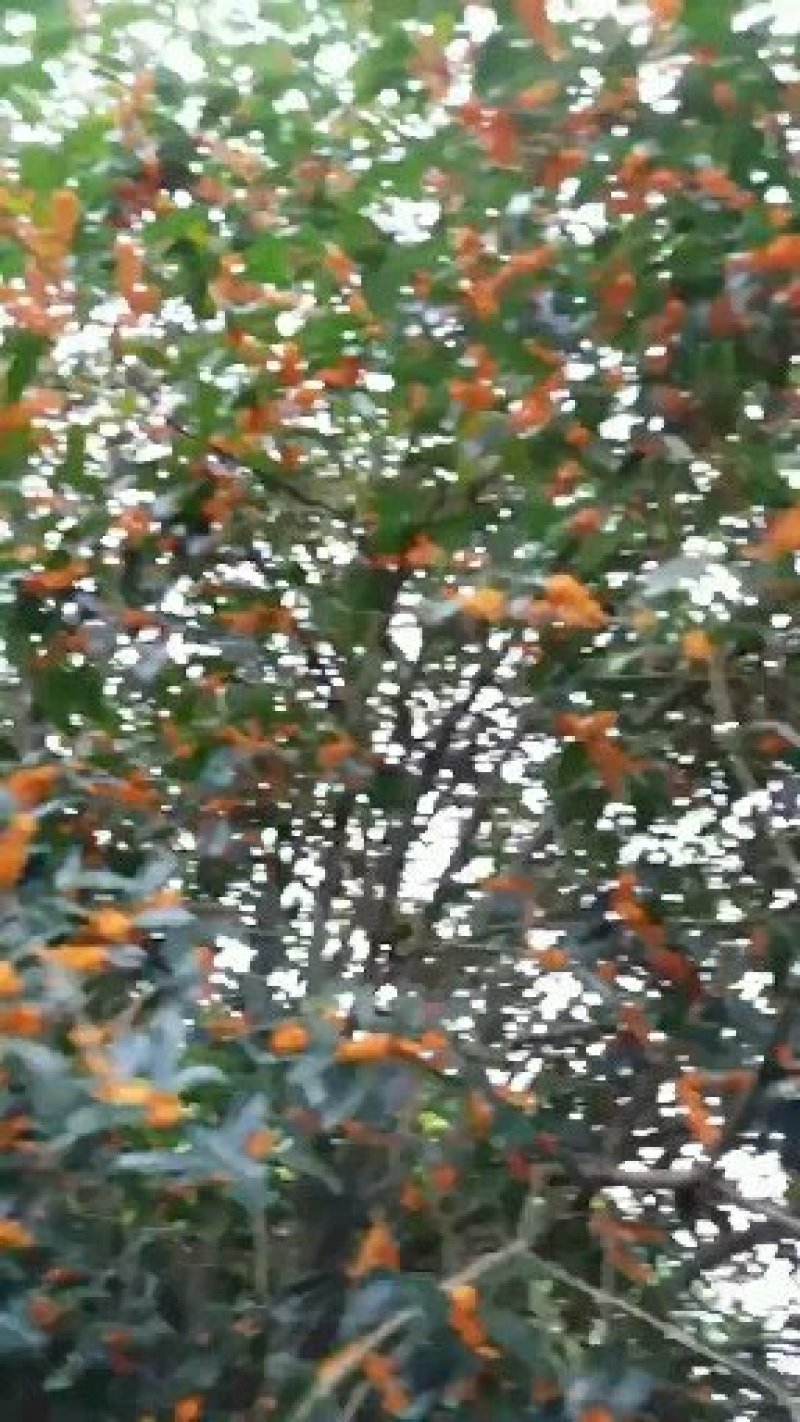 3公分到20公分的丹桂树，苗，