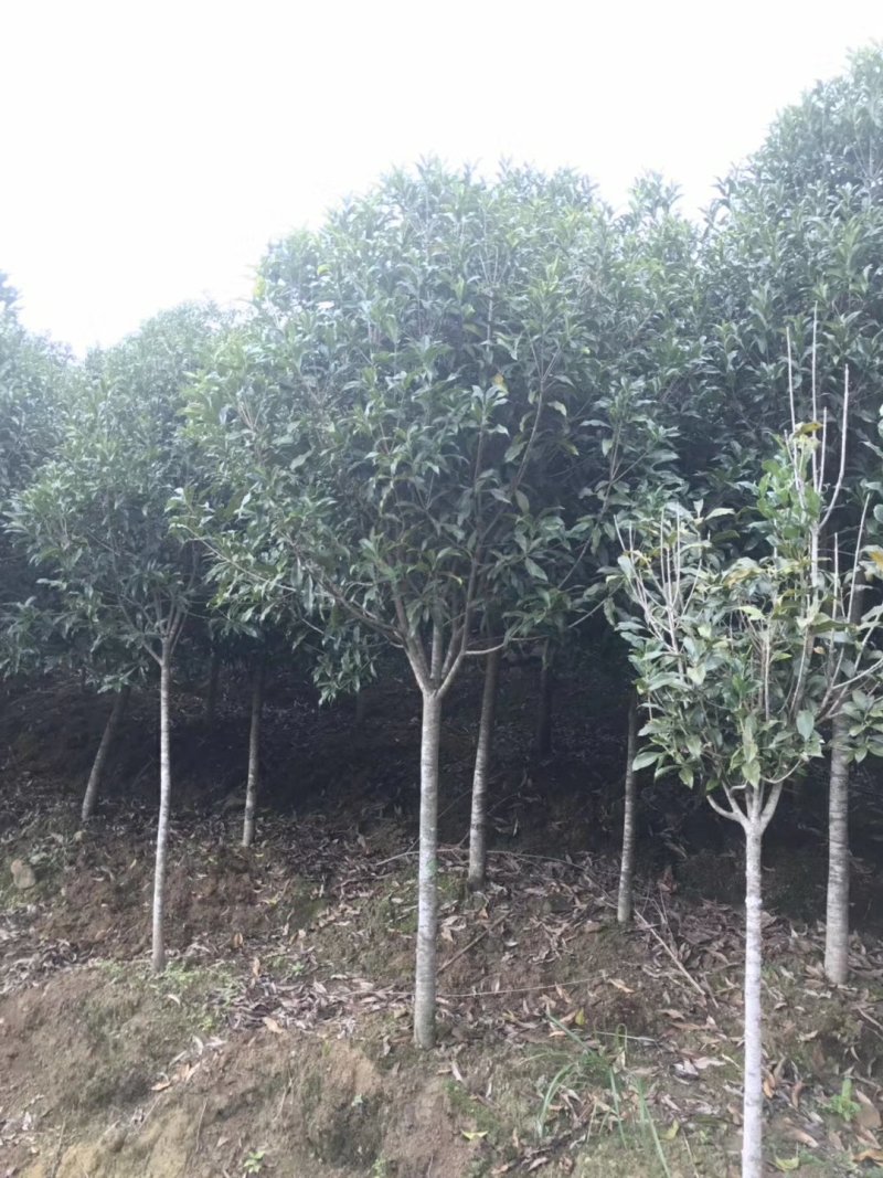 3公分到20公分的丹桂树，苗，