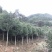 3公分到20公分的丹桂树，苗，