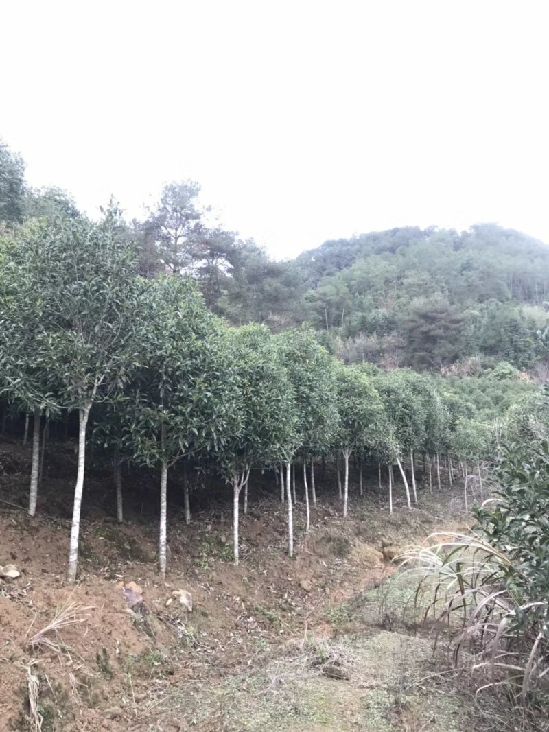 3公分到20公分的丹桂树，苗，