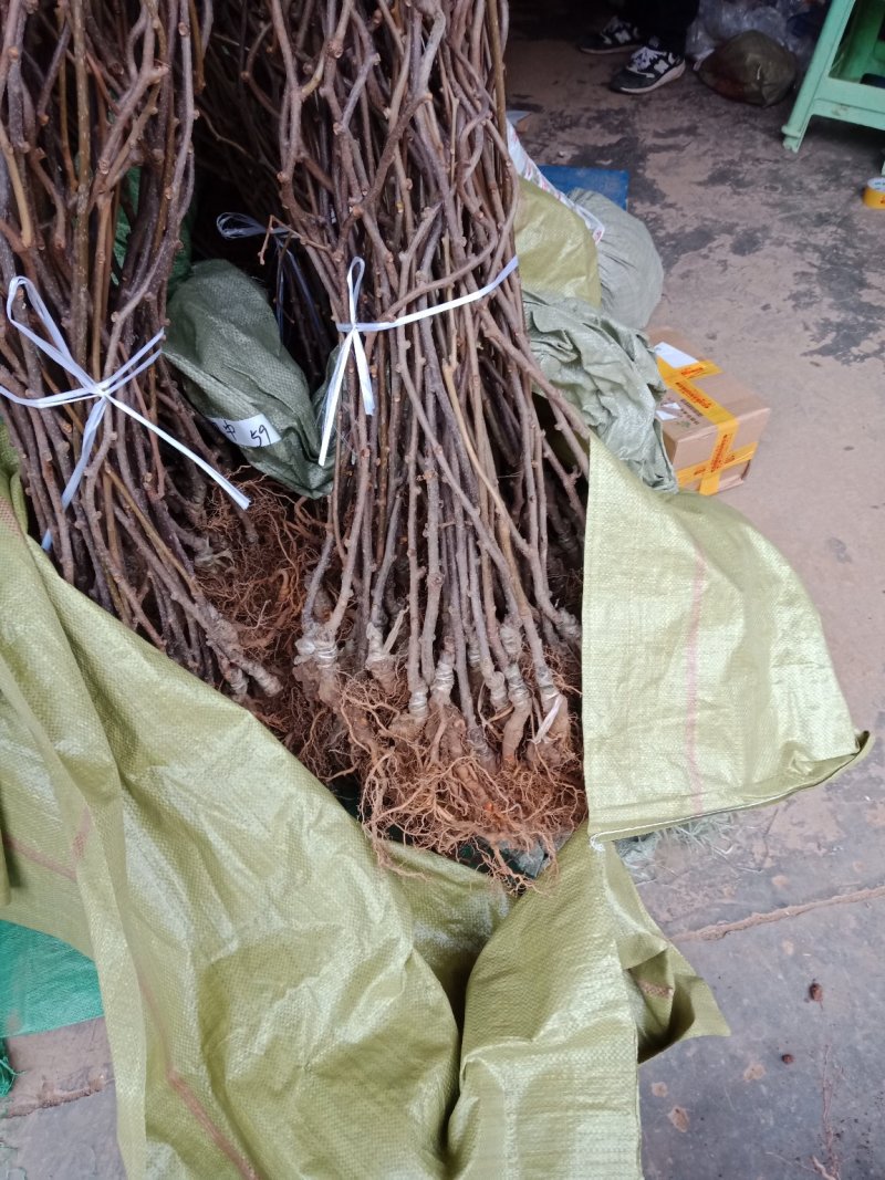 猕猴桃苗公分苗当年挂果树，保证品种，提供技术支持