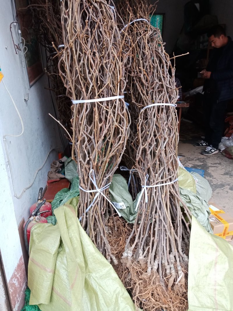猕猴桃苗公分苗当年挂果树，保证品种，提供技术支持