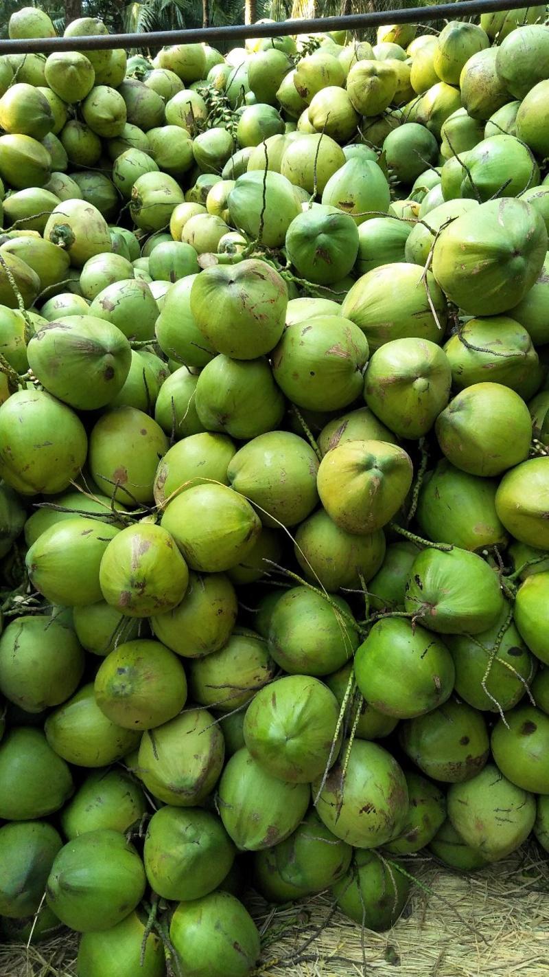 海南椰子，海南文昌椰子，新鲜带皮青椰厂家批发