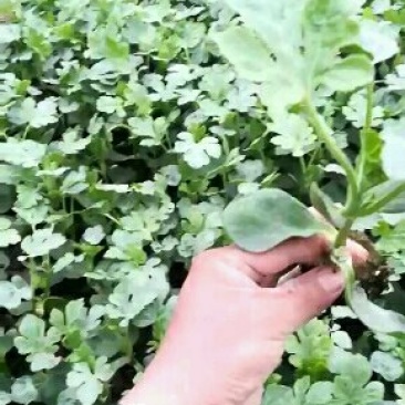 供应优质种苗，量大从优