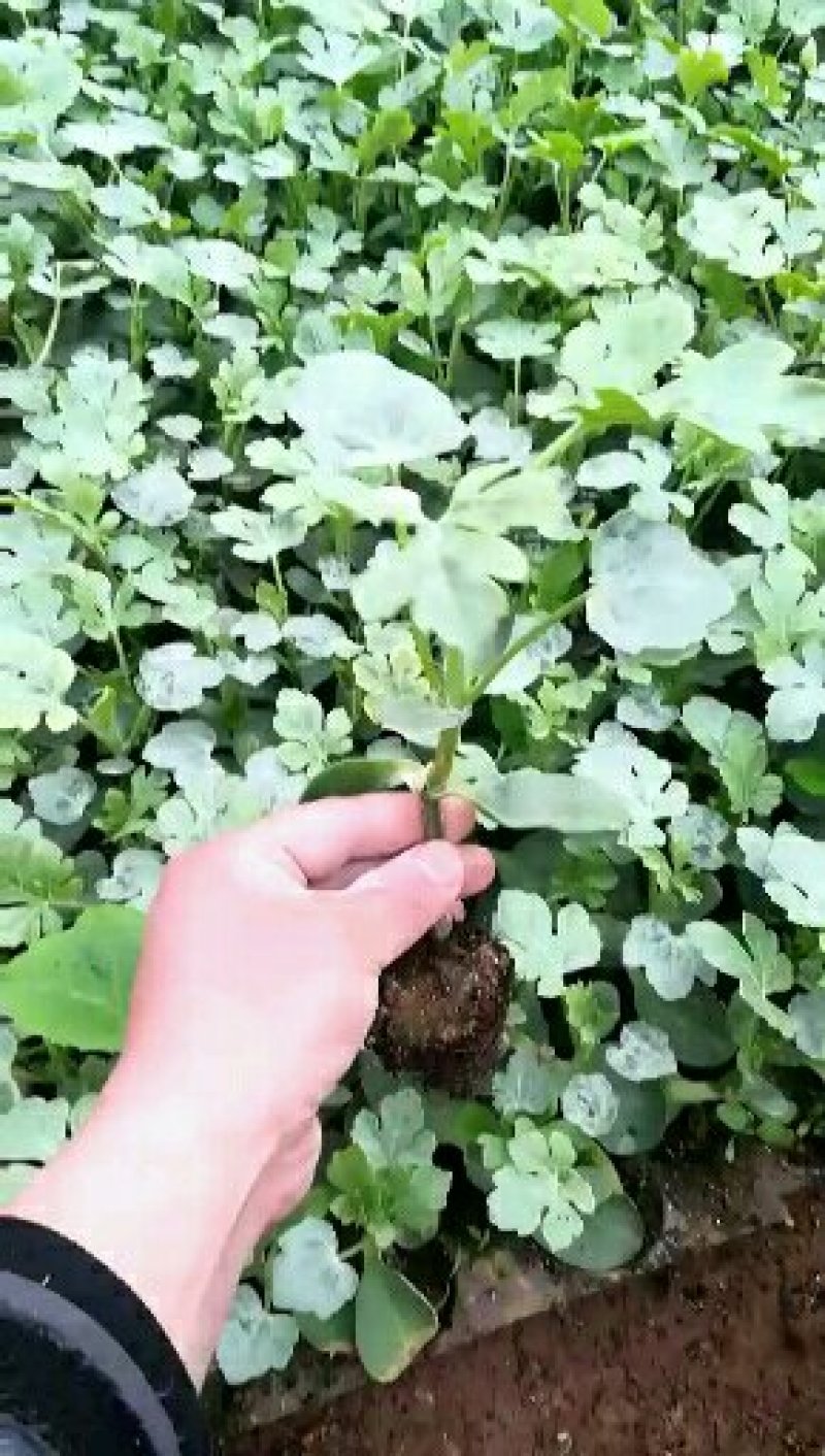 供应优质种苗，量大从优