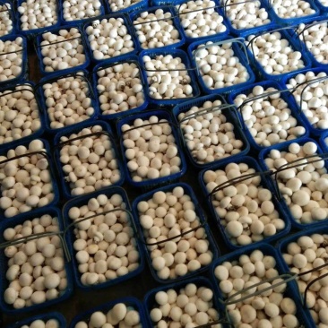 山东滨州无棣县大型双孢菇基地，诚招合作商！非诚勿扰