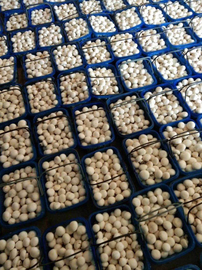 山东滨州无棣县大型双孢菇基地，诚招合作商！非诚勿扰