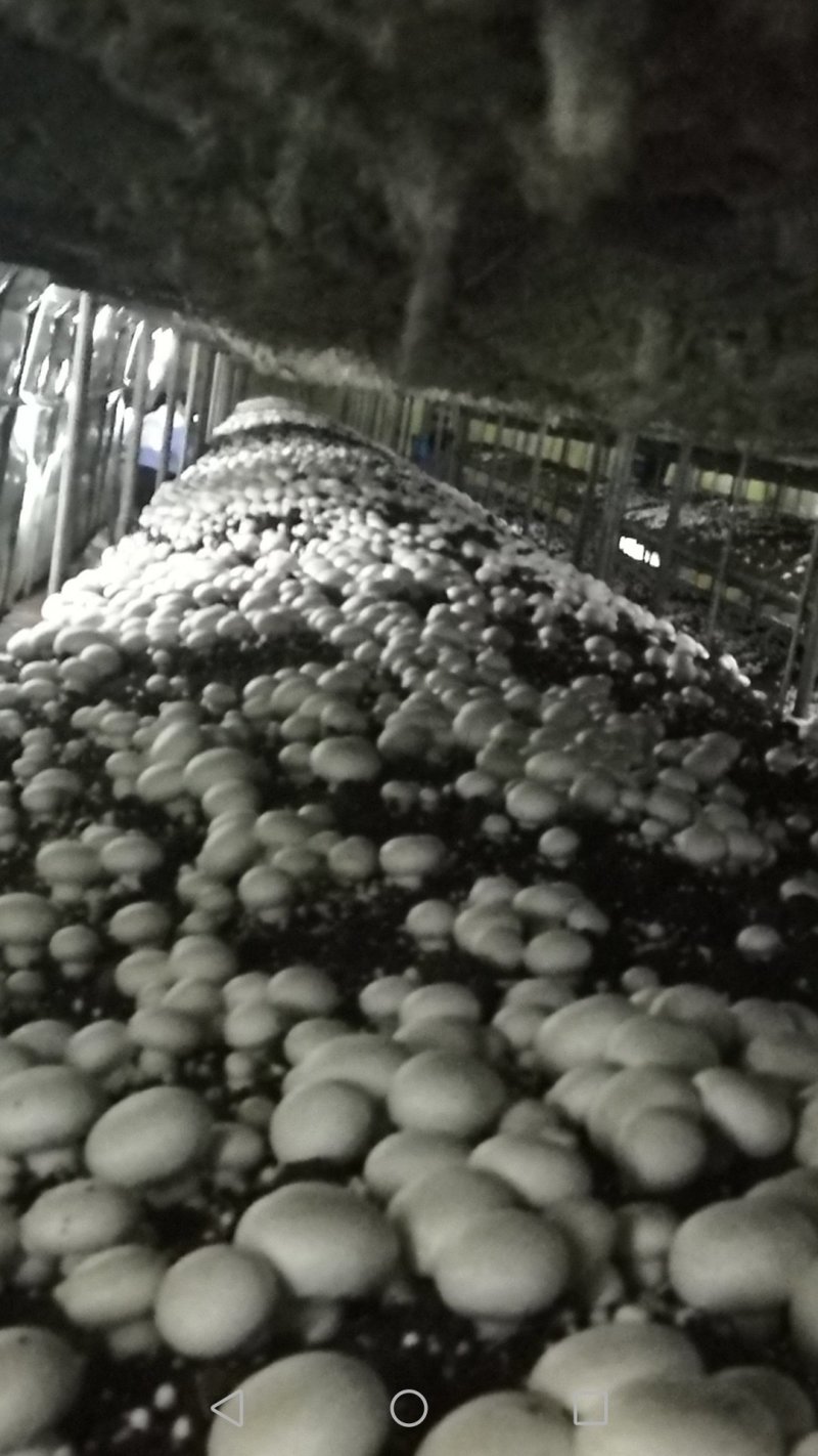 山东滨州无棣县大型双孢菇基地，诚招合作商！非诚勿扰