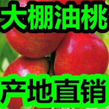 【精选】油桃产地直销中油5号中油4号126油桃
