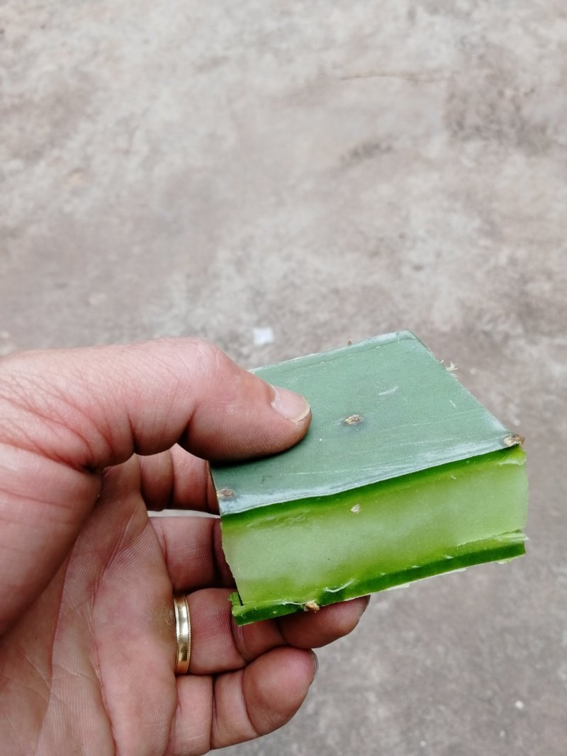 仙人掌（云南野生仙人掌，量大质优，可常年供应）