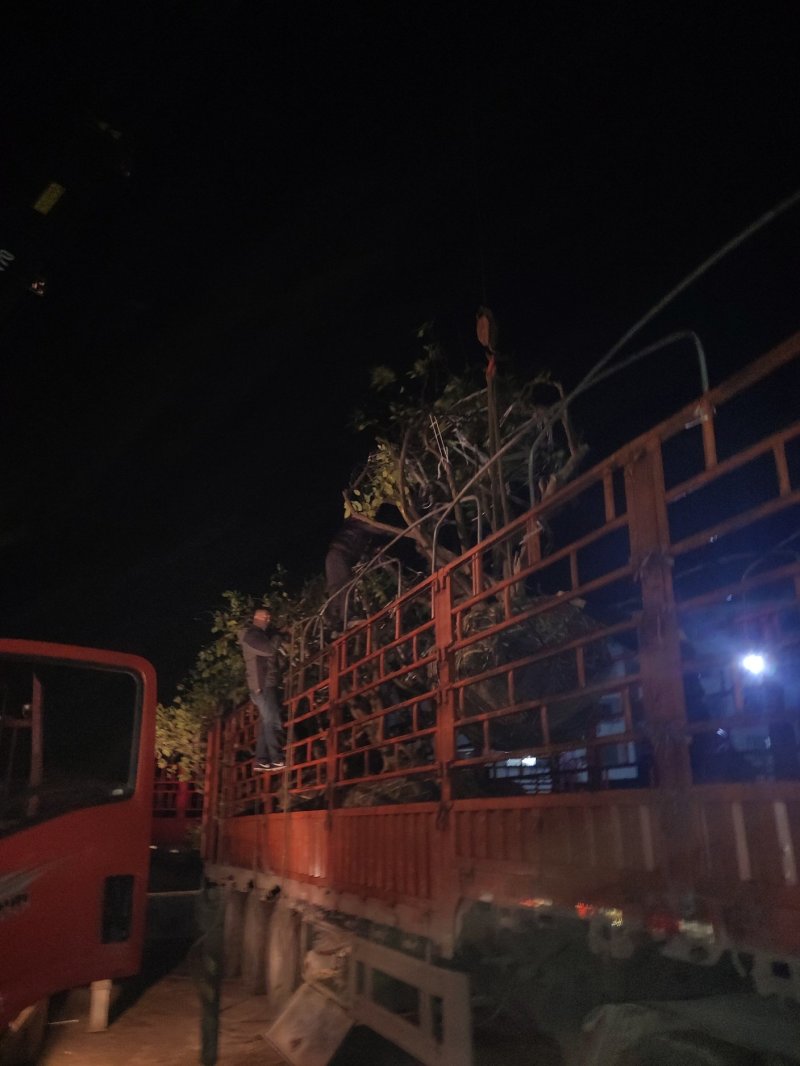 柚子树主营:柚子树.金桔树.蜜橘树.桂花树