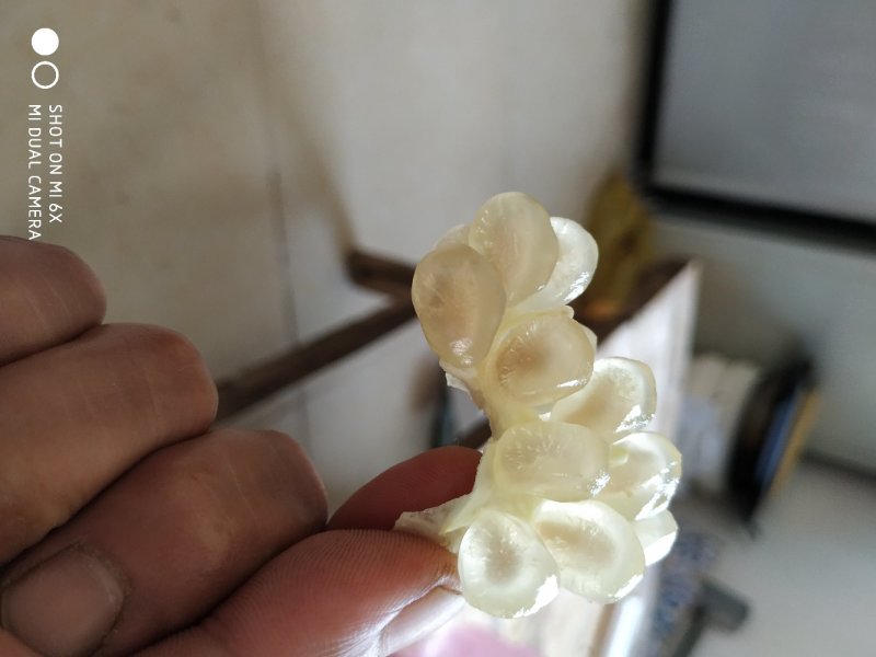 石榴苗