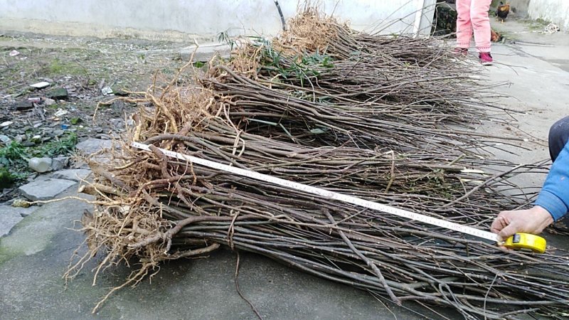 吴茱萸苗（提供栽培技术，经验）