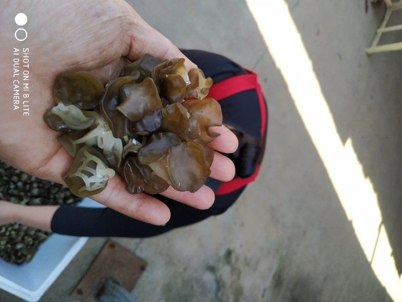 食用菌菌棒黑木耳