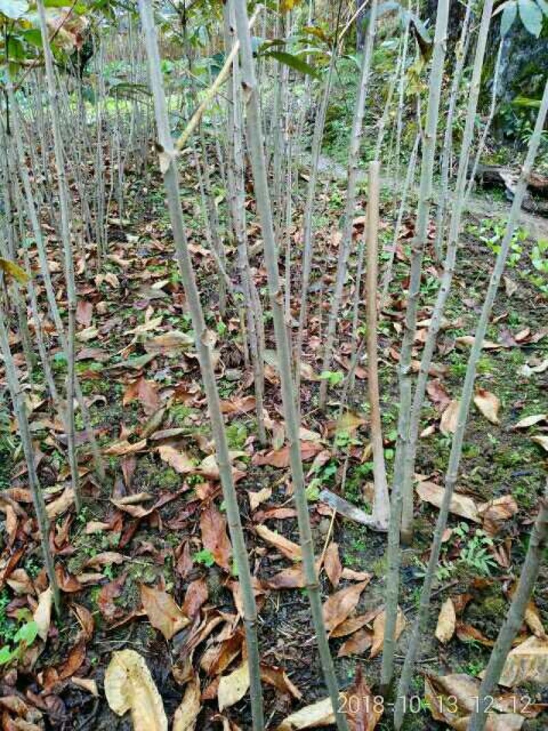 七叶树苗60一85七叶树苗60一85七叶树苗60一85七