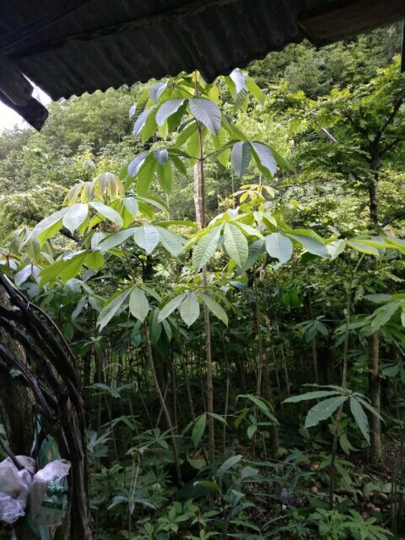七叶树苗60一85七叶树苗60一85七叶树苗60一85七