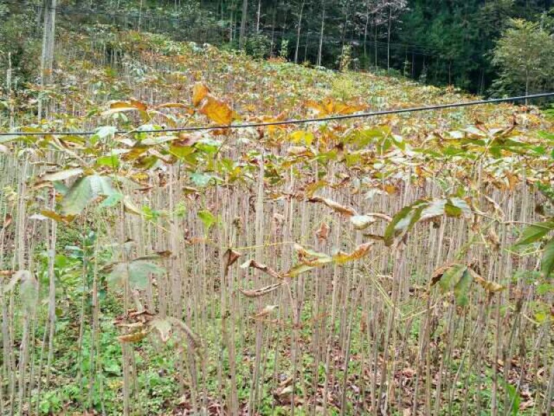 七叶树苗60一85七叶树苗60一85七叶树苗60一85七