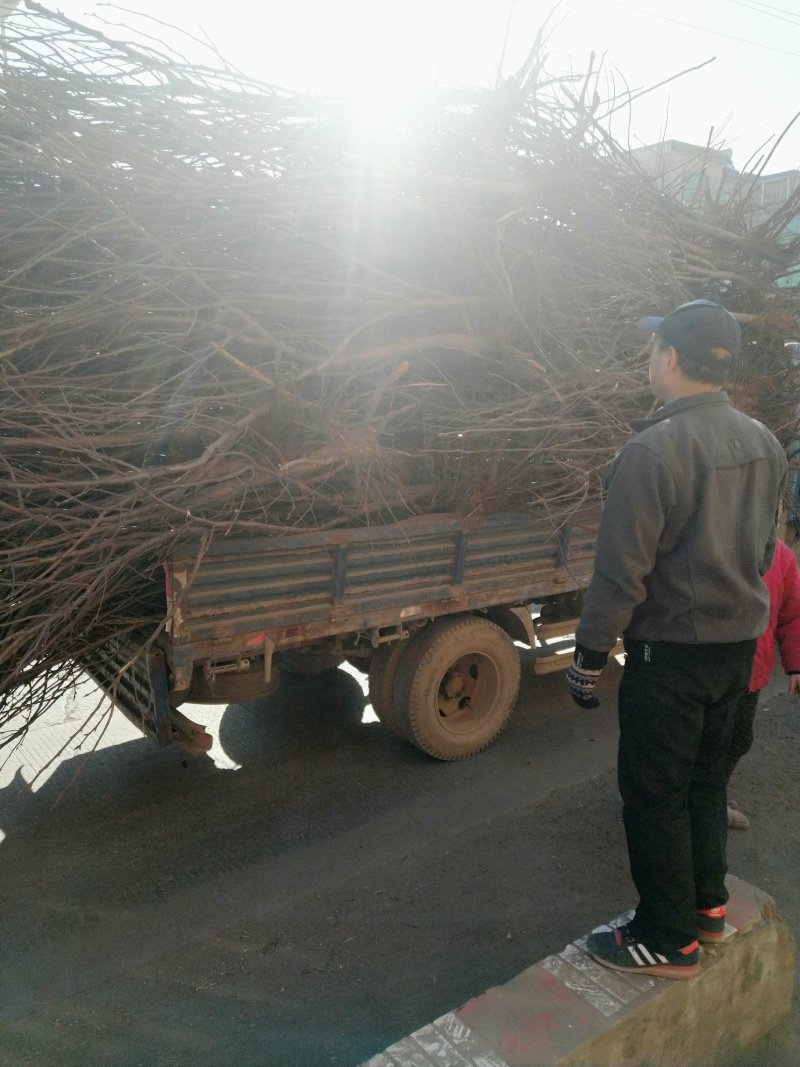 皇冠梨树销售中