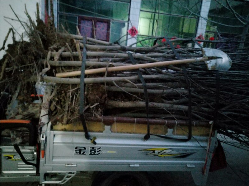 皇冠梨树销售中