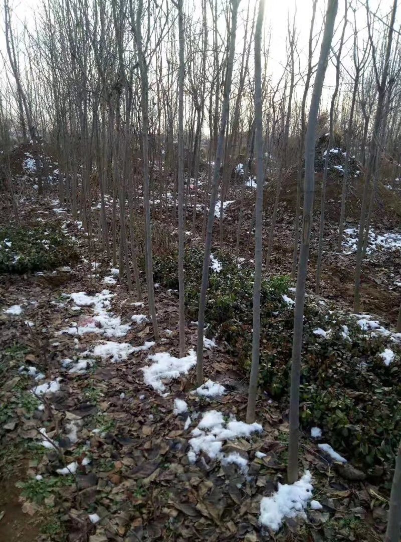 杜仲苗，当年杜仲小苗。大量出售，看圃起苗，现挖现卖。