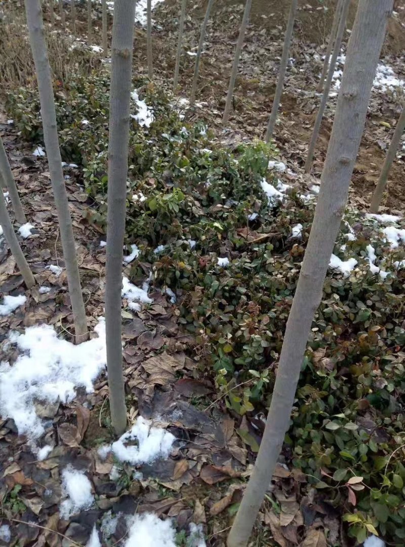杜仲苗，当年杜仲小苗。大量出售，看圃起苗，现挖现卖。