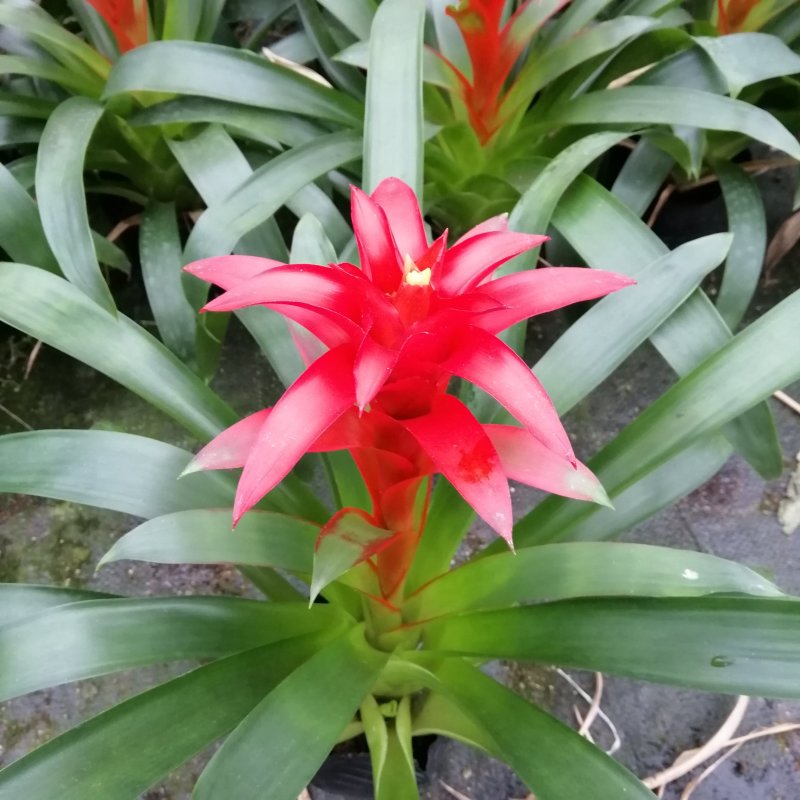 鸿运当头