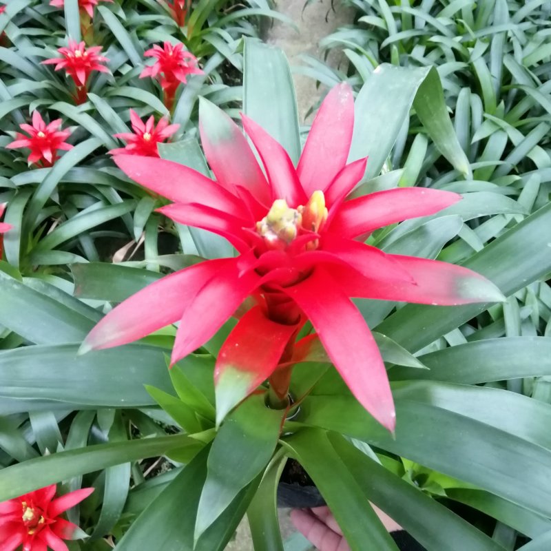 鸿运当头