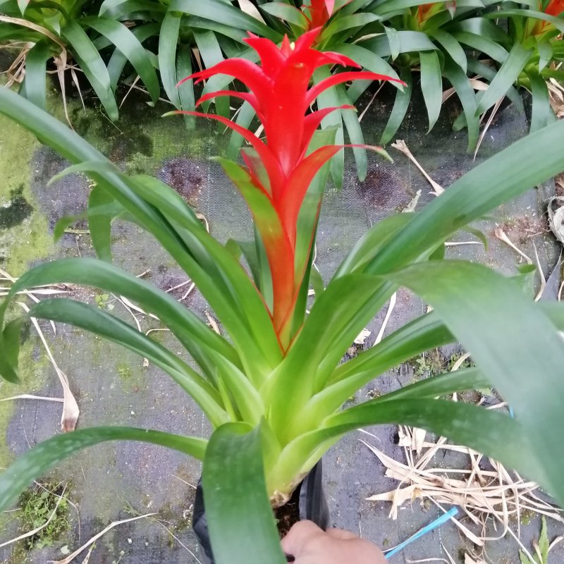 鸿运当头