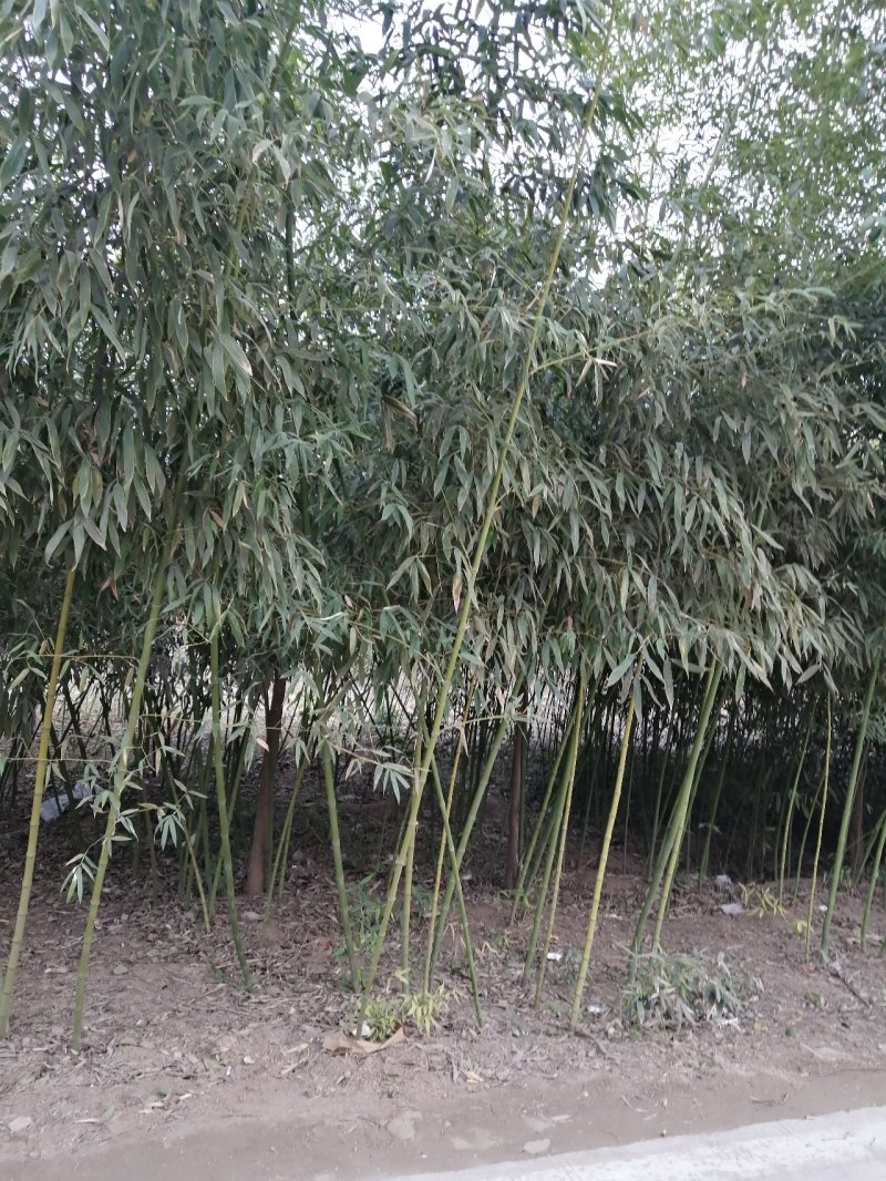 竹子刚竹、毛竹、若竹、笔竹产地