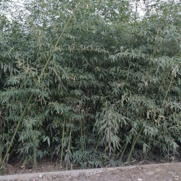 竹子刚竹、毛竹、若竹、笔竹产地