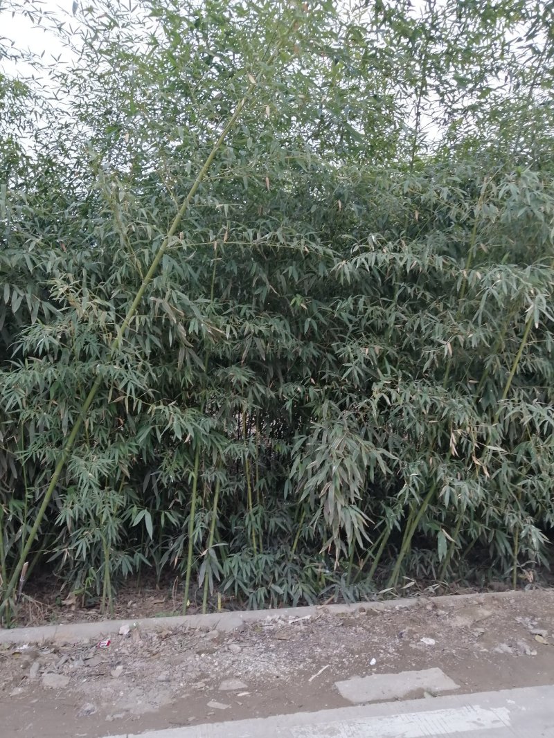 竹子刚竹、毛竹、若竹、笔竹产地