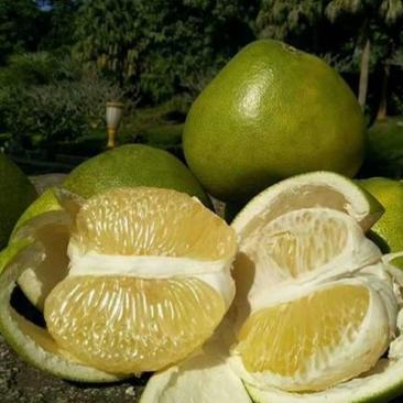 泰国青柚产地直釆量大从优可发全国各地