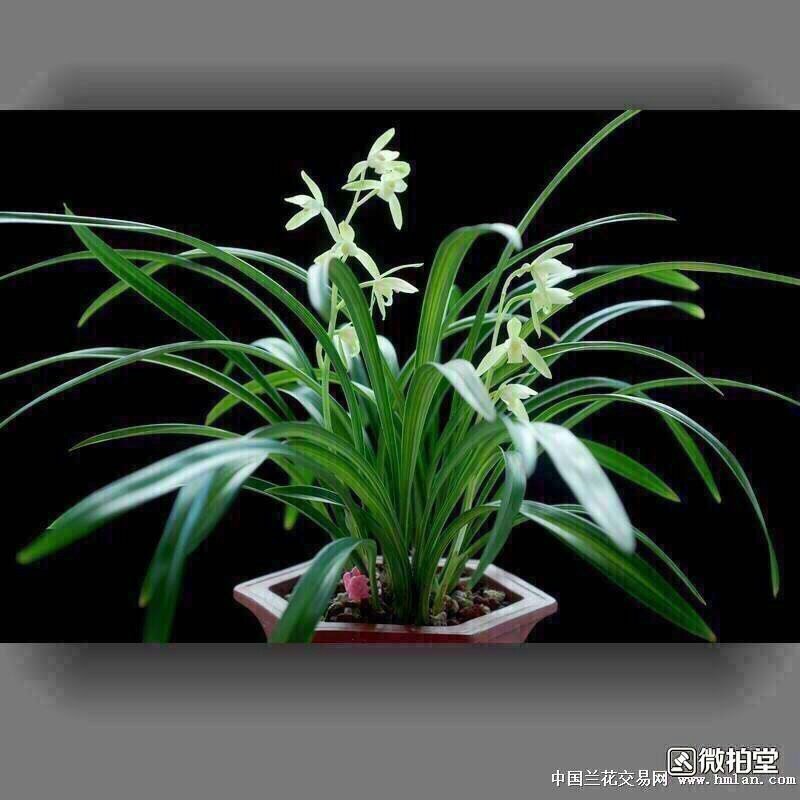 各种兰花建兰金荷中国红金线莲