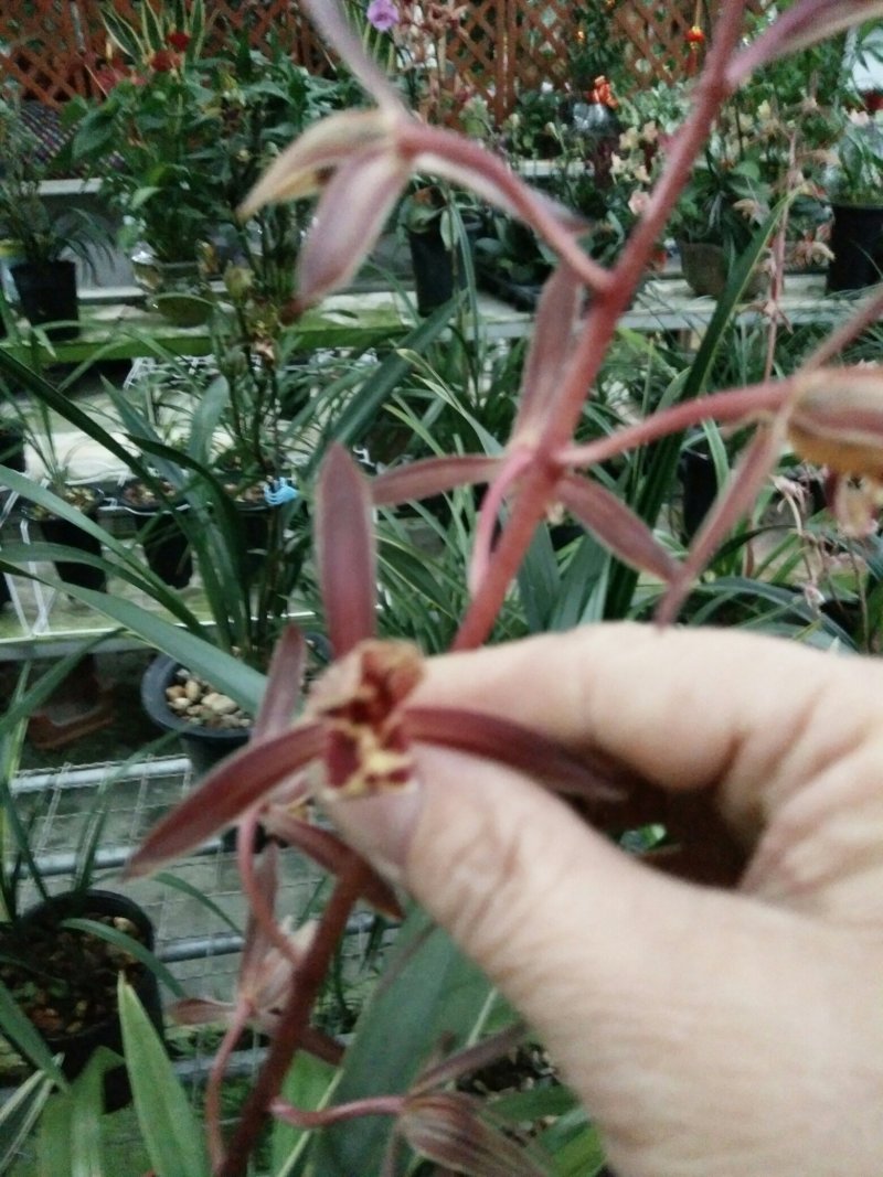 各种兰花建兰金荷中国红金线莲