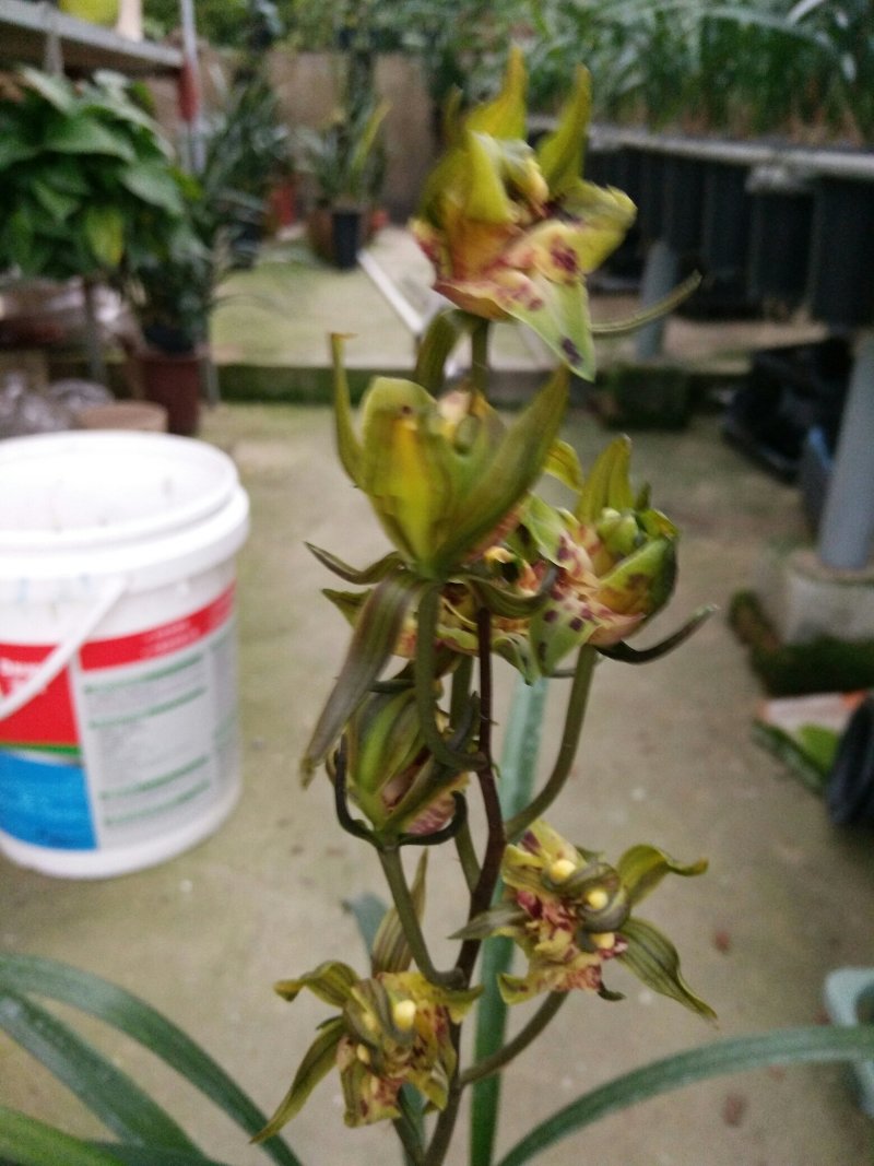 各种兰花建兰金荷中国红金线莲