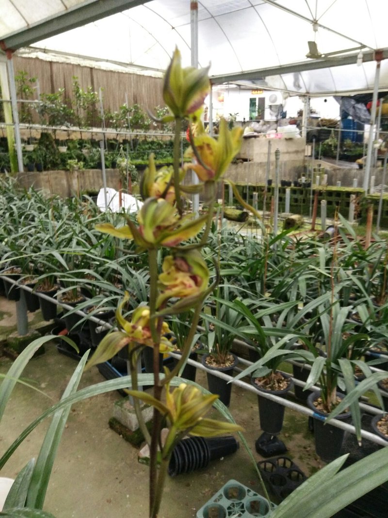各种兰花建兰金荷中国红金线莲