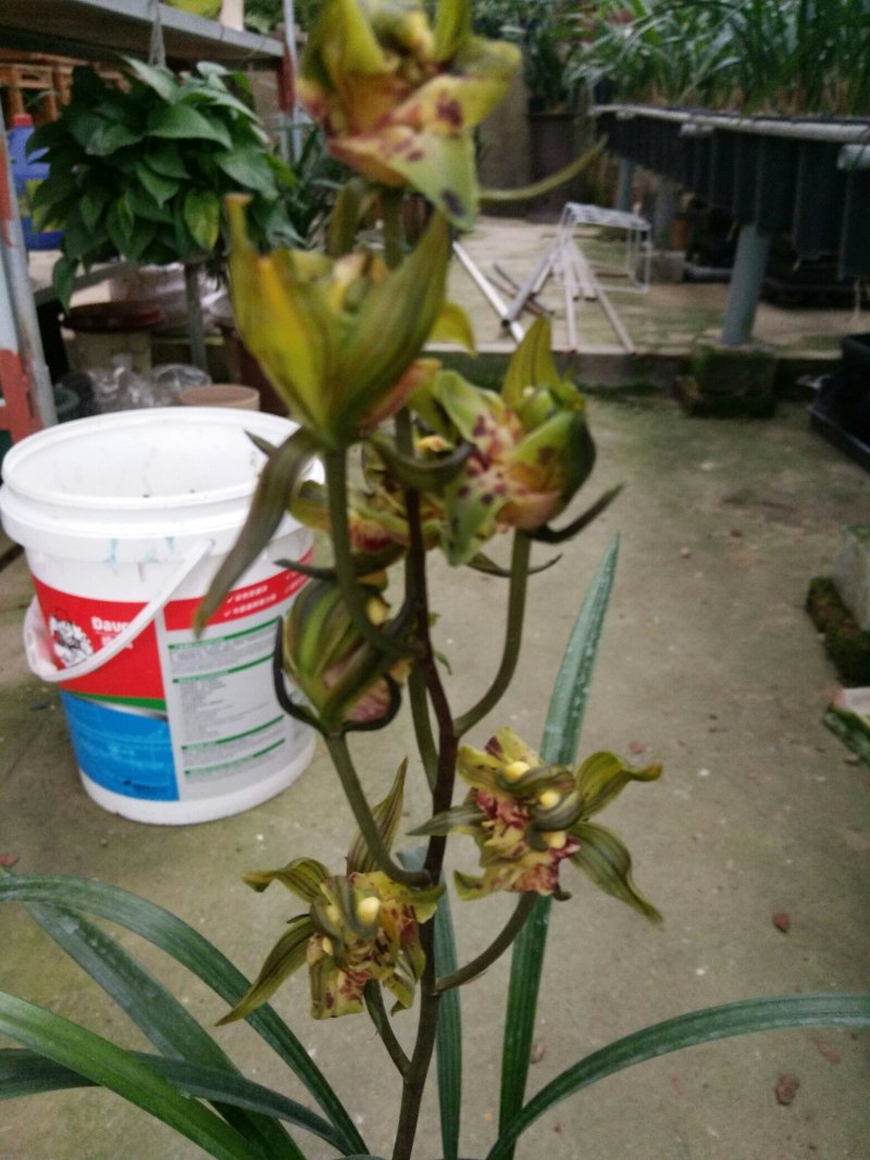 各种兰花建兰金荷中国红金线莲