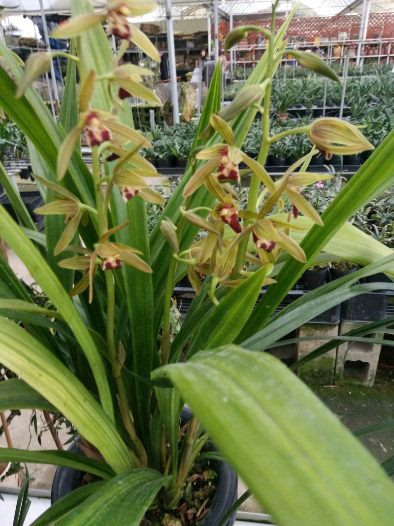 各种兰花建兰金荷中国红金线莲