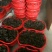 各种兰花建兰金荷中国红金线莲