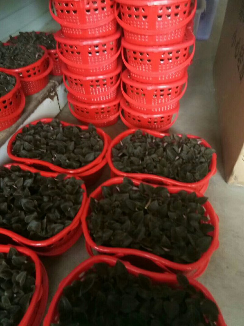 各种兰花建兰金荷中国红金线莲