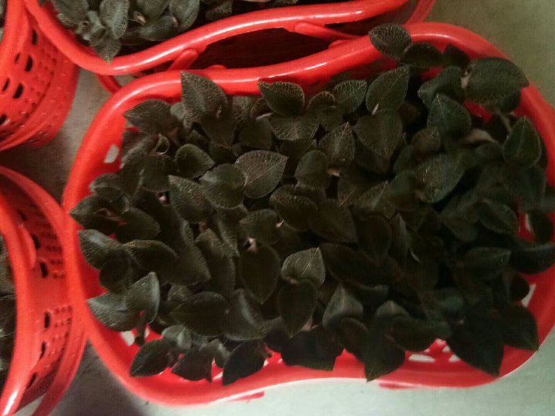各种兰花建兰金荷中国红金线莲